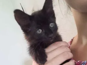 Gato raça  idade Abaixo de 2 meses nome Maju