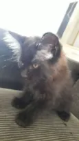 Maju