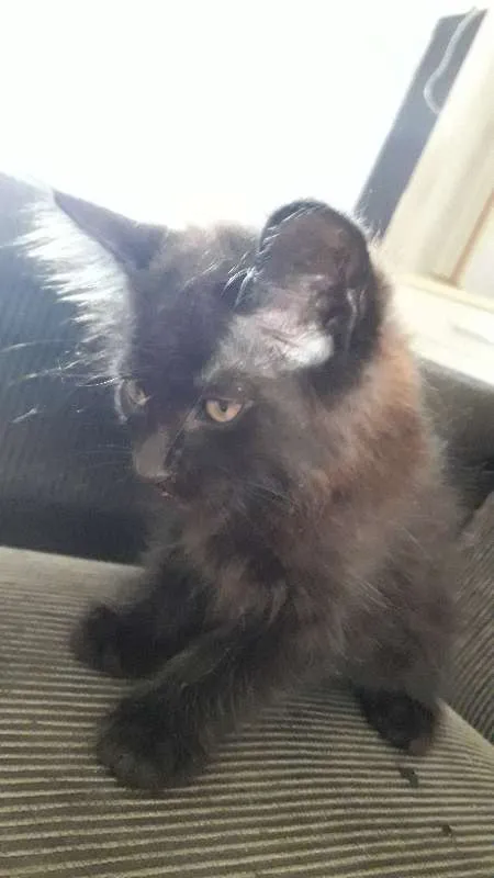 Gato ra a  idade Abaixo de 2 meses nome Maju