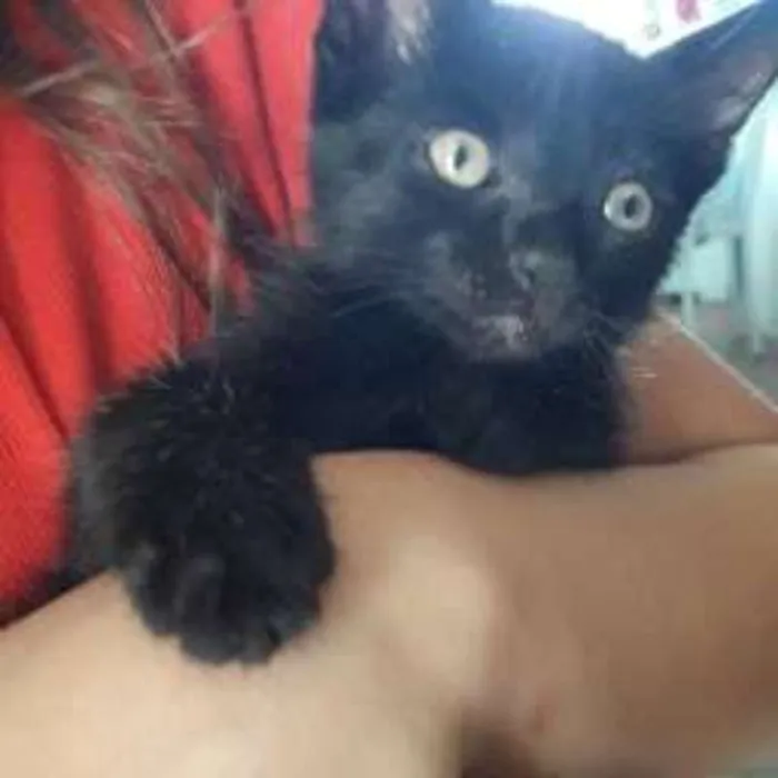 Gato ra a  idade Abaixo de 2 meses nome Pérola