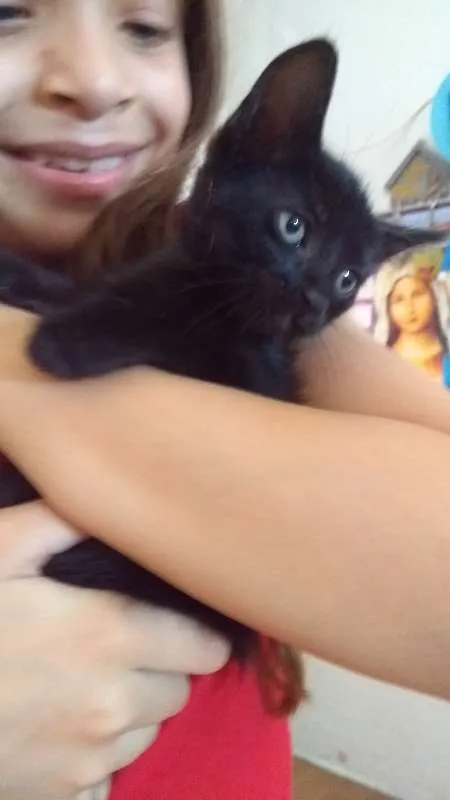 Gato ra a  idade Abaixo de 2 meses nome Abigail