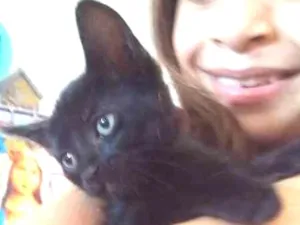 Gato raça  idade Abaixo de 2 meses nome Abigail