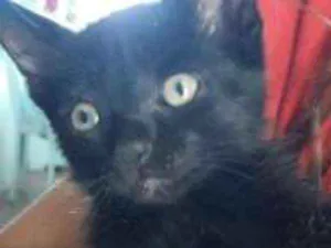 Gato raça  idade Abaixo de 2 meses nome Pérola