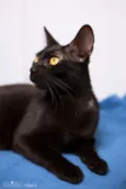 Amora