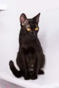 Amora