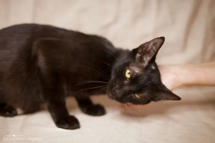 Gato ra a srd idade 1 ano nome Amora