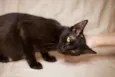 Amora