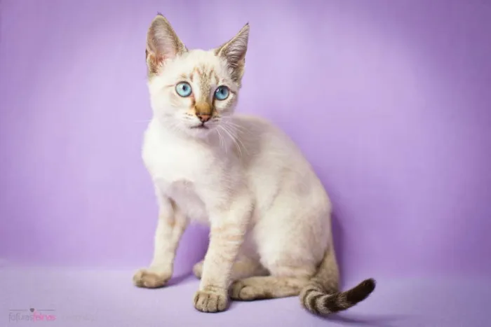 Gato ra a srd idade 2 a 6 meses nome Amendoa
