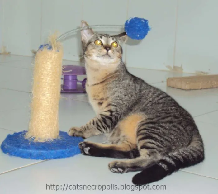 Gato ra a srd idade 2 a 6 meses nome Canolli
