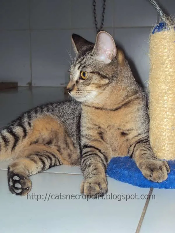 Gato ra a srd idade 2 a 6 meses nome Canolli