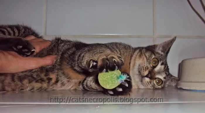 Gato ra a srd idade 2 a 6 meses nome Canolli