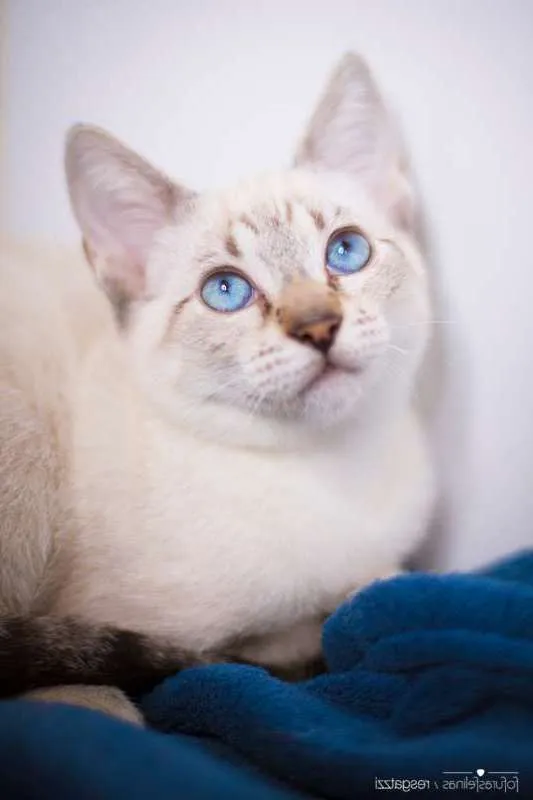 Gato ra a srd idade 2 a 6 meses nome Avelã