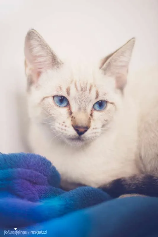 Gato ra a srd idade 2 a 6 meses nome Avelã