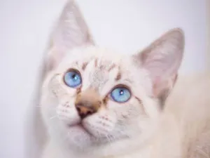 Gato raça srd idade 2 a 6 meses nome Avelã