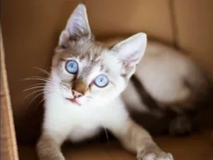 Gato raça srd idade 2 a 6 meses nome Amendoa