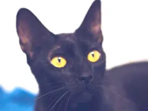 Gato raça srd idade 1 ano nome Amora