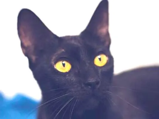 Gato ra a srd idade 1 ano nome Amora