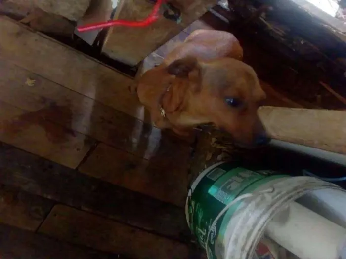 Cachorro ra a Pinscher idade 5 anos nome Pingo