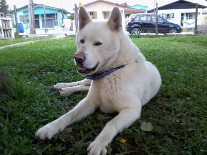 Cachorro ra a Akita Inu idade 5 anos nome Akira