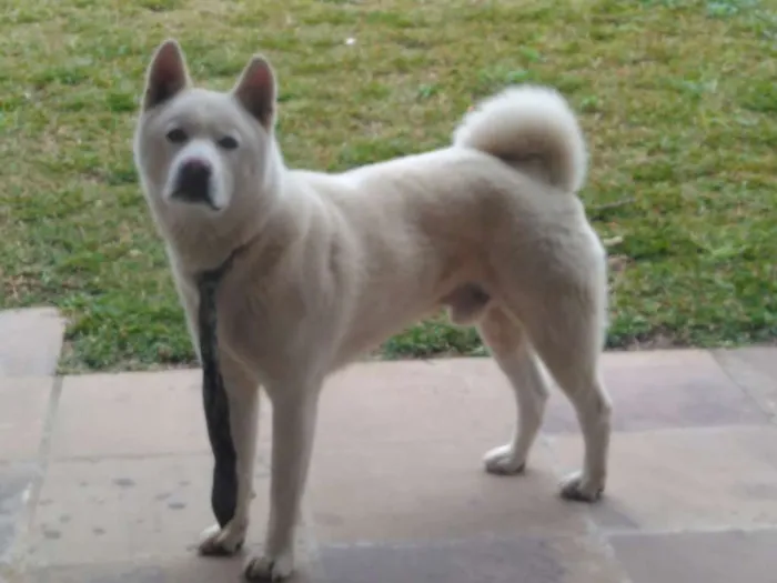 Cachorro ra a Akita Inu idade 5 anos nome Akira