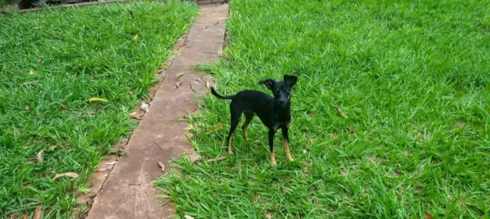 Cachorro ra a Pincher idade 7 a 11 meses nome Lili