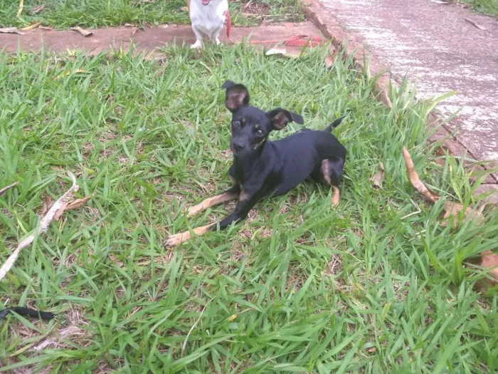 Cachorro ra a Pincher idade 7 a 11 meses nome Lili