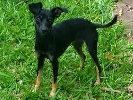 Cachorro ra a Pincher idade 7 a 11 meses nome Lili