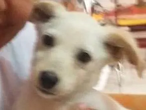 Cachorro ra a SRD idade Abaixo de 2 meses nome BOOMER