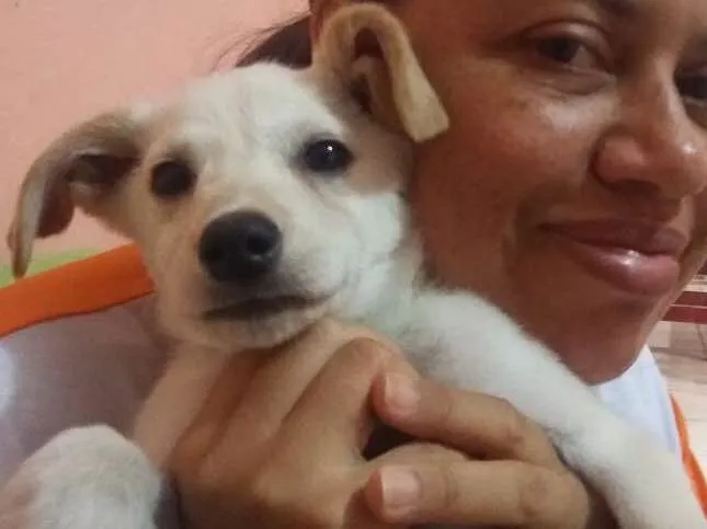 Cachorro ra a SRD idade Abaixo de 2 meses nome BOOMER