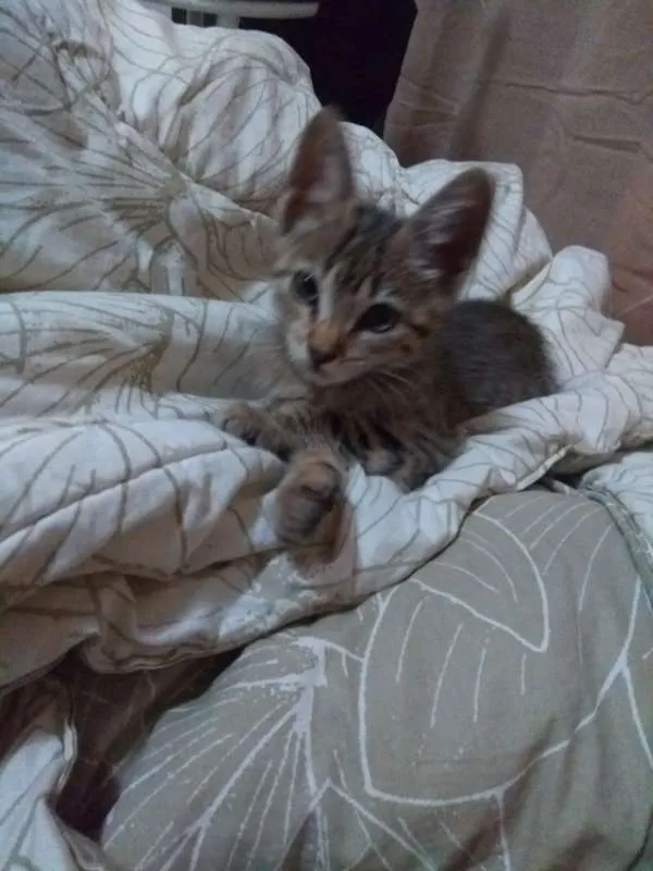 Gato ra a SRD idade 2 a 6 meses nome Sem nome