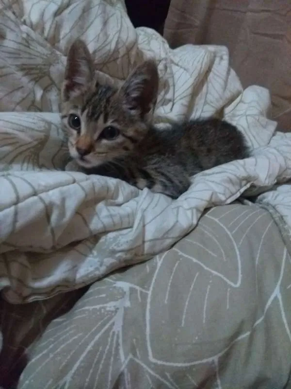Gato ra a SRD idade 2 a 6 meses nome Sem nome
