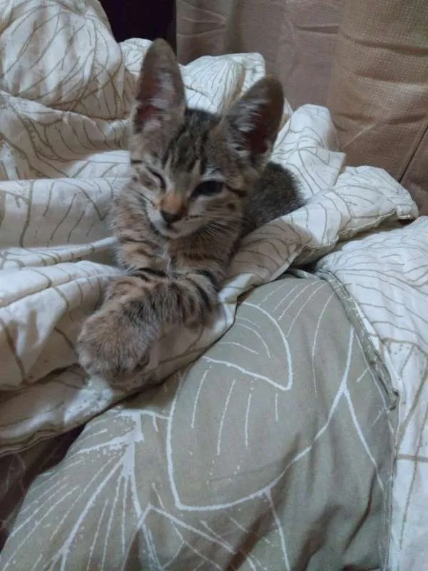 Gato ra a SRD idade 2 a 6 meses nome Sem nome