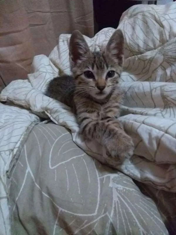 Gato ra a SRD idade 2 a 6 meses nome Sem nome
