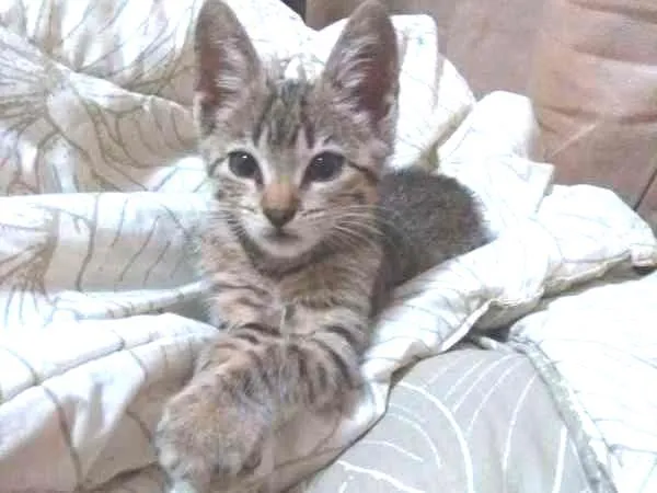 Gato ra a SRD idade 2 a 6 meses nome Sem nome