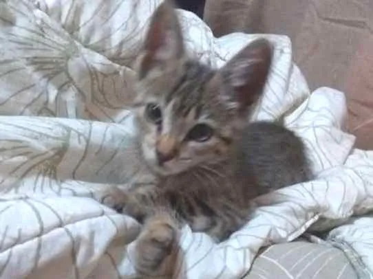 Gato ra a SRD idade 2 a 6 meses nome Sem nome