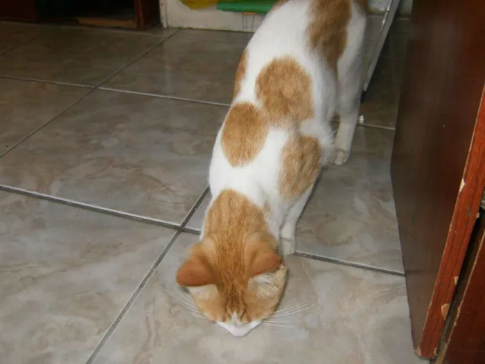Gato ra a mestiço idade 7 a 11 meses nome lourinho