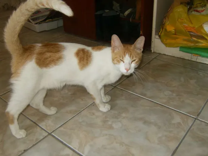 Gato ra a mestiço idade 7 a 11 meses nome lourinho