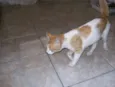lourinho