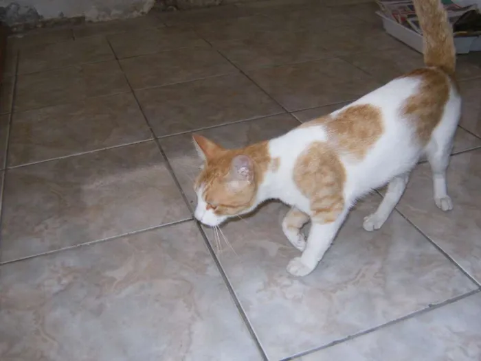 Gato ra a mestiço idade 7 a 11 meses nome lourinho