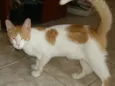 lourinho