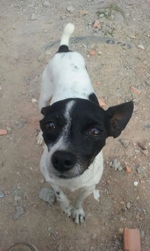 Cachorro ra a Viralata idade 1 ano nome Tedy