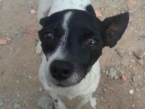 Cachorro ra a Viralata idade 1 ano nome Tedy