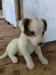 Pipoca