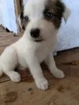 Pipoca