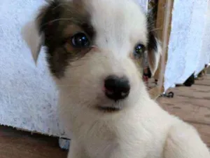 Cachorro raça SRD idade Abaixo de 2 meses nome Pipoca
