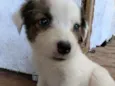 Pipoca