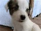Cachorro raça SRD idade Abaixo de 2 meses nome Pipoca
