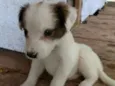Pipoca