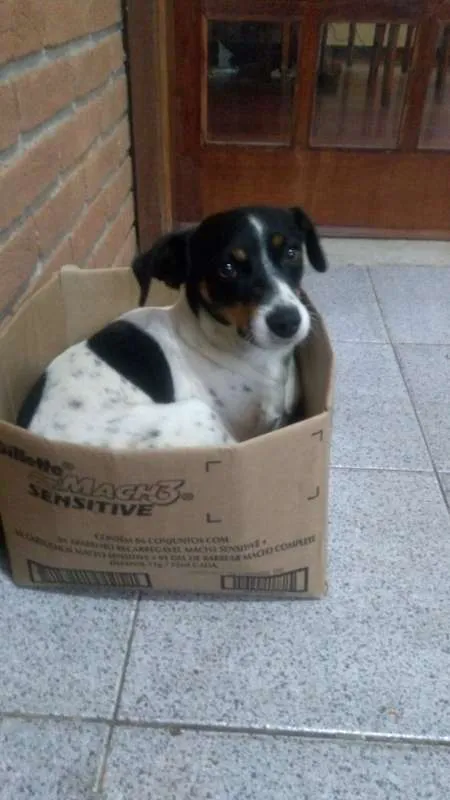 Cachorro ra a Terrier brasileiro idade 5 anos nome Billy GRATIFICA