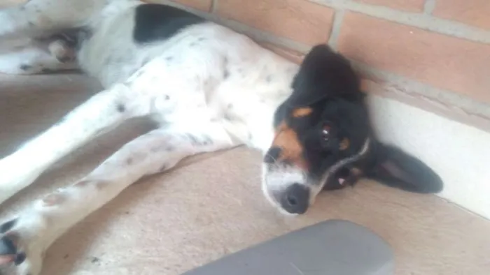 Cachorro ra a Terrier brasileiro idade 5 anos nome Billy GRATIFICA